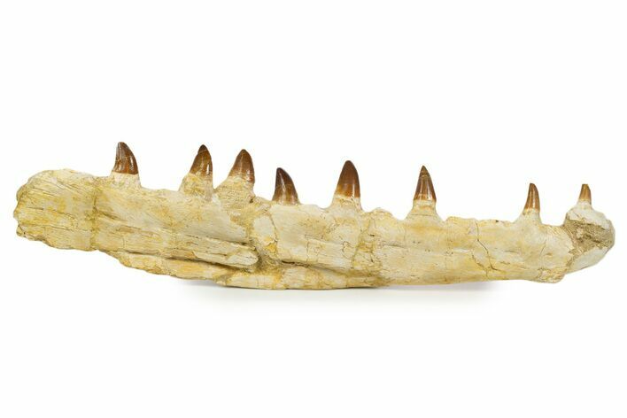 Fossil Mosasaur (Halisaurus) Jaw Section with Teeth - Morocco #345192